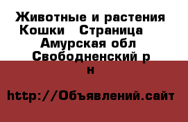 Животные и растения Кошки - Страница 2 . Амурская обл.,Свободненский р-н